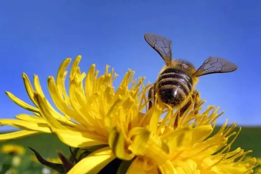 ABEJAS