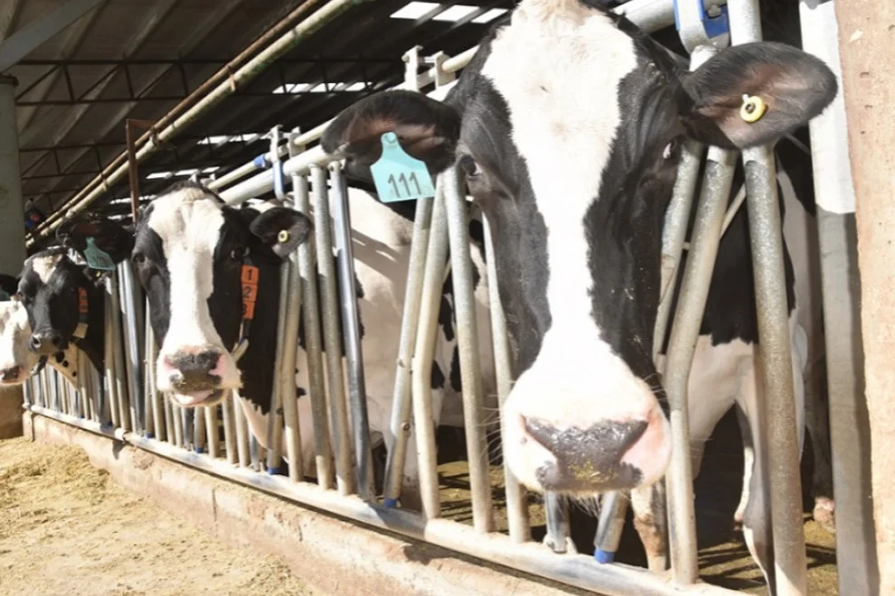 vacas